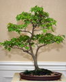 American red maple